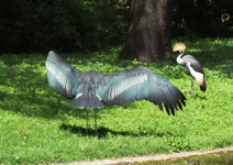 P6130955 Marabu Kranich.webp