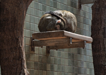 P6130922 Äffchen schläft.webp