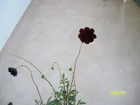 ALIM3233.webp
