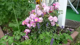 K800_Lavender Dream.webp