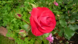 K800_Rosen 2.webp