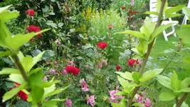 Rosen 3.webp