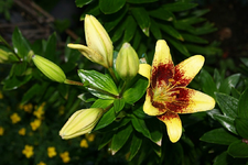 Die erste Lilienblüte.webp