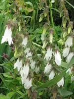 IMG_3682_600x800.webp