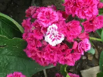 IMG_3690_1067x800.webp