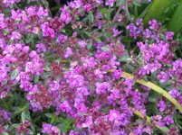 IMG_3695_1067x800.webp