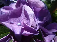 Hortensie 3.webp