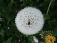 Löwenzahn.webp
