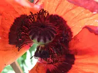 Mohnblüte innen.webp