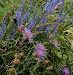 DSC01693 - 2011-06-19 - wiesenflockenblumen - veronika.webp