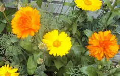 DSC01692 - 2011-06-19 - ringelblumen.webp