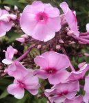 DSC01688 - 2011-06-19 - phlox.JPG