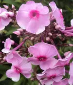 DSC01688 - 2011-06-19 - phlox.webp