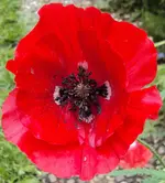 DSC01685 - 2011-06-19 - seidenmohn.webp