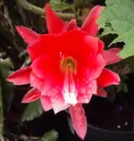 DSC01682 - 2011-06-19 - epiphyllum.webp