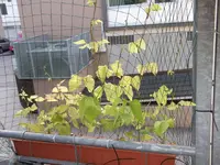 DSCF1156.webp