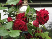 Canon Gitti 086.webp