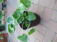 P1080326.webp