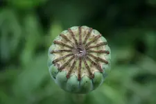 mohn auch ohne Blüte kl.webp
