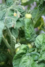 tomaten noch grün kl.webp