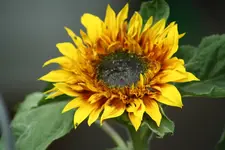 sonneblume kl.webp