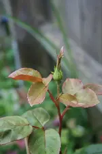 red climber knospe kl.webp