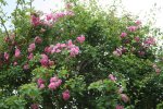 rose rosa im Rotdorn kl.JPG