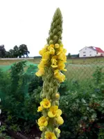 209.webp