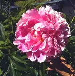 Pfingstrose1.webp
