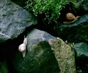 0527Schneckenweb.webp