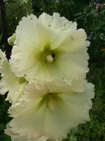Malvea.webp