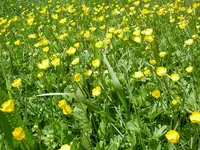 wildblumen (3).webp
