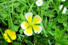 wildblumen (2).webp