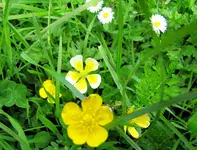wildblumen (1).webp