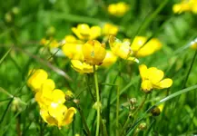 wildblumen.webp