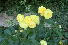 CIMG1299.webp