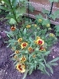 ov_diekonkardeblumekobold.webp