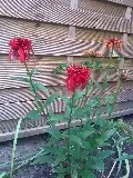 ov_echinacea.webp
