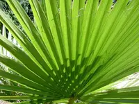 Faecherpalme v.webp
