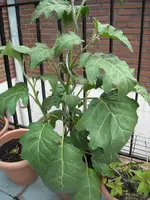 DSCN1893.webp