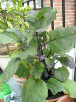 DSCN1895.webp