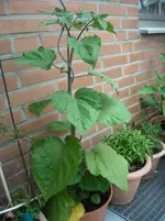 DSCN1896.webp