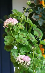 gefüllte Geranie_kleiner.webp