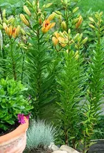 lachsfarbene Lilie_kleiner.webp
