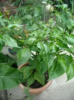 DSCN1897.webp