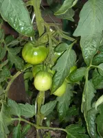DSCN1899.webp