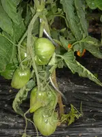 DSCN1900.webp