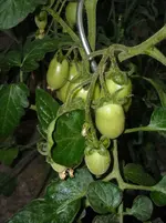 DSCN1902.webp
