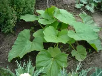 DSCN1903.webp