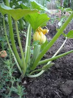 DSCN1904.webp